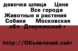 девочка шпица  › Цена ­ 40 000 - Все города Животные и растения » Собаки   . Московская обл.,Дзержинский г.